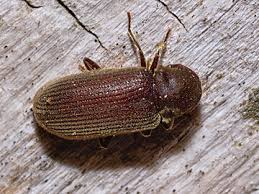 Attēlu rezultāti vaicājumam “Priobium carpini”