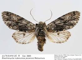 Attēlu rezultāti vaicājumam “Brachionycha nubeculosa”