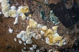 Attēlu rezultāti vaicājumam “Hypocrea pulvinata”