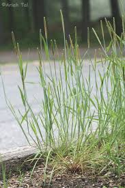 Attēlu rezultāti vaicājumam “Alopecurus aequalis flower”