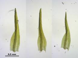 Attēlu rezultāti vaicājumam “Hymenostylium recurvirostrum”