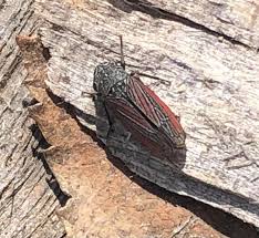 Attēlu rezultāti vaicājumam “Lamprotettix nitidulus”