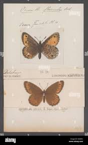 Attēlu rezultāti vaicājumam “Oeneis jutta underside”