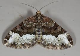 Attēlu rezultāti vaicājumam “Euphyia unangulata”