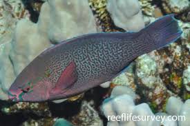 Image result for Scarus fuscopurpureus