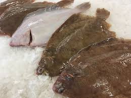 Image result for Microstomus kitt