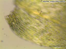 Attēlu rezultāti vaicājumam “Brachytheciastrum velutinum”