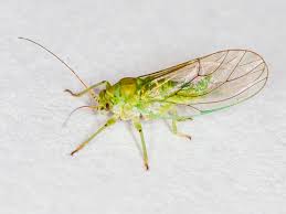 Attēlu rezultāti vaicājumam “Psylla alni nymph”