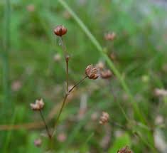 Attēlu rezultāti vaicājumam “Linum catharticum flower”
