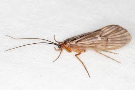 Attēlu rezultāti vaicājumam “Potamophylax”