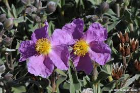 Attēlu rezultāti vaicājumam “Cistaceae”