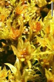 Attēlu rezultāti vaicājumam “Barbula”