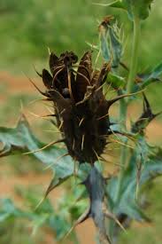 Attēlu rezultāti vaicājumam “Papaver argemone fruit”