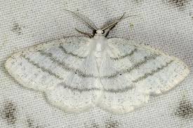 Attēlu rezultāti vaicājumam “Cabera pusaria male”