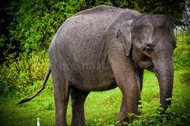 Image result for sad elephant