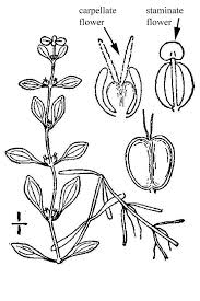 Attēlu rezultāti vaicājumam “Callitriche verna flower”