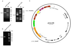 Attēlu rezultāti vaicājumam “Cordyceps farinosa”