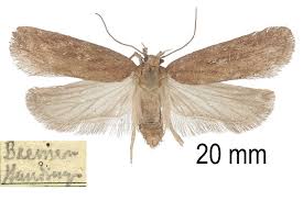 Attēlu rezultāti vaicājumam “Depressaria depressana”