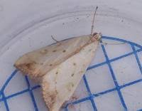 Attēlu rezultāti vaicājumam “Evergestis extimalis”