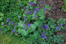 Attēlu rezultāti vaicājumam “Geranium pyrenaicum”