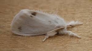 Attēlu rezultāti vaicājumam “Euproctis similis”