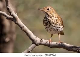 Attēlu rezultāti vaicājumam “Turdus philomelos adult”