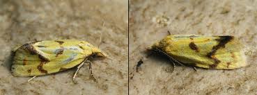 Attēlu rezultāti vaicājumam “Agapeta hamana”