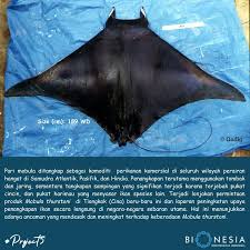 Image result for Mobula thurstoni