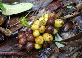 Attēlu rezultāti vaicājumam “Magnolia kobus fruit”