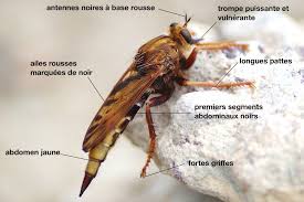 Attēlu rezultāti vaicājumam “Asilus crabroniformis”