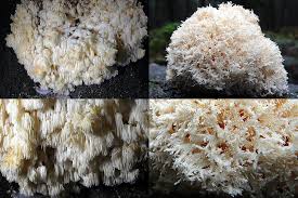 Attēlu rezultāti vaicājumam “Hericium coralloides”