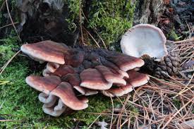 Attēlu rezultāti vaicājumam “Ischnoderma benzoinum”