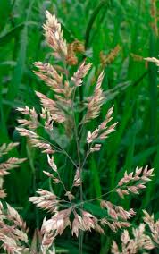 Attēlu rezultāti vaicājumam “Holcus lanatus  flower”