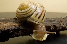 Attēlu rezultāti vaicājumam “Cepaea nemoralis”