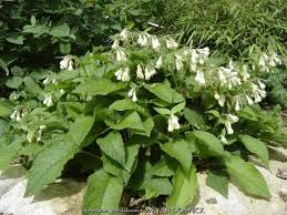 Attēlu rezultāti vaicājumam “Symphytum grandiflorum flower”