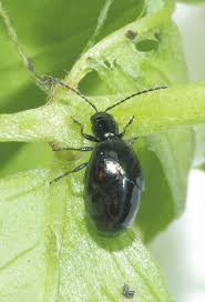 Attēlu rezultāti vaicājumam “Galerucella nymphaeae pupa”