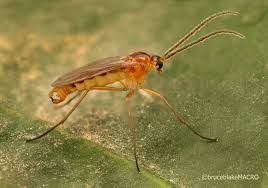 Attēlu rezultāti vaicājumam “Mycetophilidae”