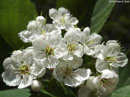 Attēlu rezultāti vaicājumam “Crataegus macracantha flower”