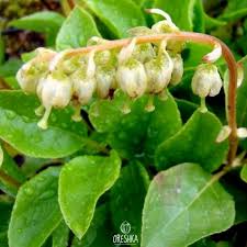 Attēlu rezultāti vaicājumam “Orthilia secunda fruit”