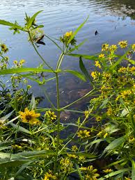 Attēlu rezultāti vaicājumam “Bidens cernua”