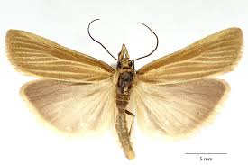 Attēlu rezultāti vaicājumam “Catoptria fulgidella”