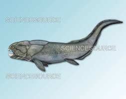 Attēlu rezultāti vaicājumam “Placodermi”