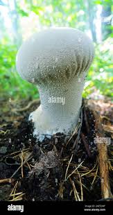 Attēlu rezultāti vaicājumam “Calvatia excipuliformis”