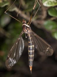 Attēlu rezultāti vaicājumam “Tipulidae”