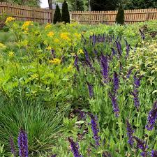 Image result for Salvia nemorosa