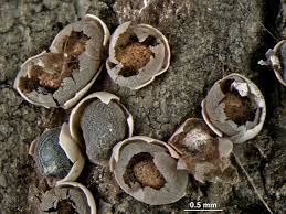 Attēlu rezultāti vaicājumam “Diderma testaceum”