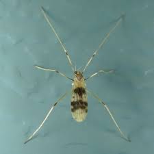 Attēlu rezultāti vaicājumam “Limoniidae”