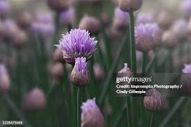 Attēlu rezultāti vaicājumam “Allium sativum bud”