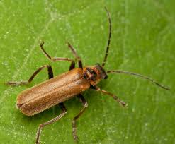 Attēlu rezultāti vaicājumam “Cantharis figurata”