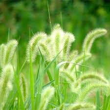 Attēlu rezultāti vaicājumam “Setaria viridis fruit”